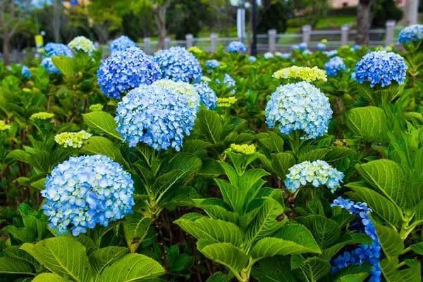 Đất nền 535m² mặt đường Kinh 19/5 huyện Tân Hiệp - Giá chỉ 900 triệu!