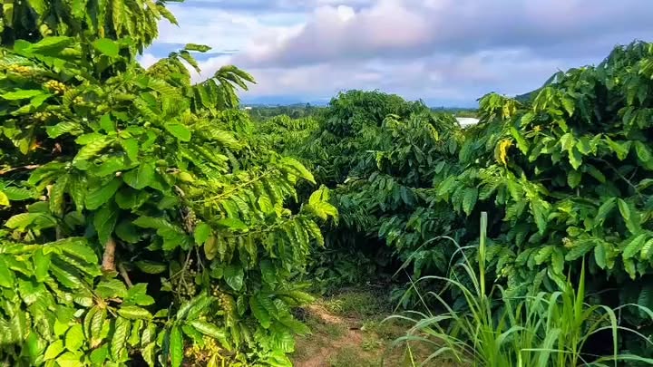 Đất nông nghiệp Xuân Phú Ea Kar 9000m² giá 1.65 tỷ - Đường ô tô vào tận nơi!