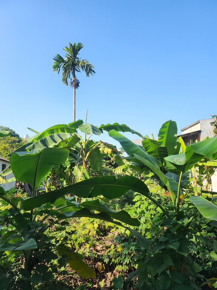 Đất thổ cư Minh Xuân Tuyên Quang 212m² giá 2 tỷ - Cơ hội đầu tư tuyệt vời!