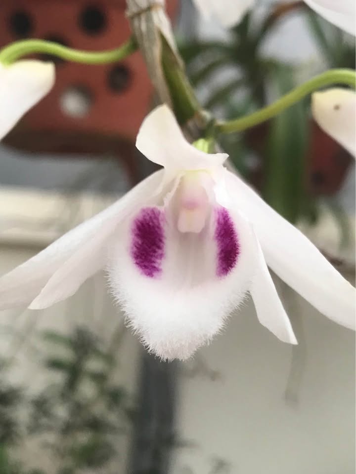 Nhà 2,5 tầng Trần Thủ Độ, Tiền Phong 48m² giá 1.55 tỷ - Chính chủ bán gấp!