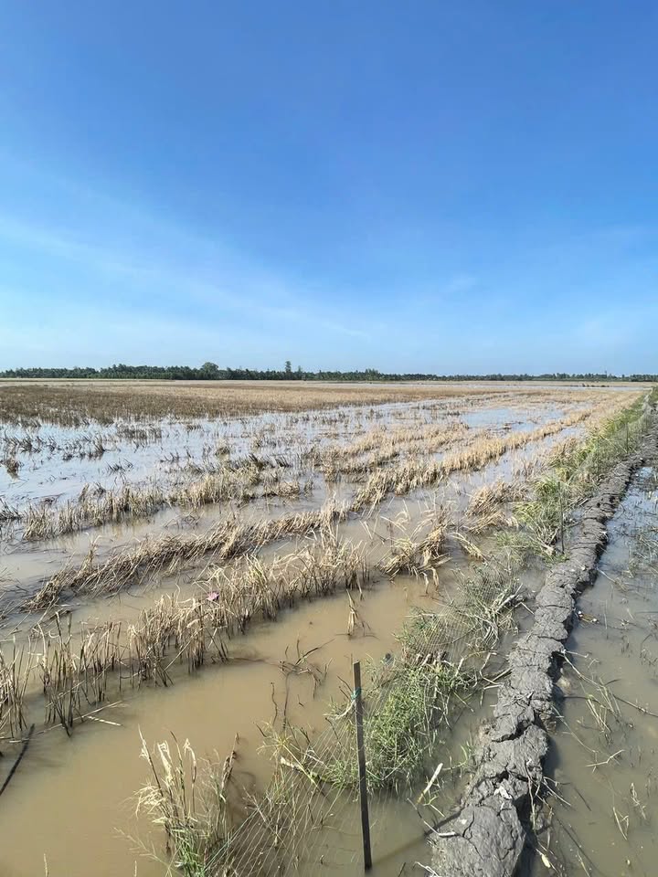 Đất vườn 5000m² tại An Ninh, Châu Thành, Sóc Trăng - Sổ hồng chính chủ!