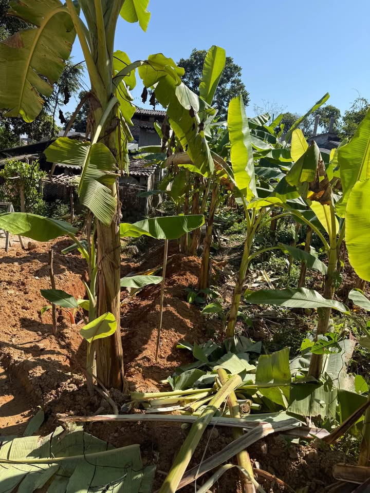 Đất nền tổ 3 Ỷ La, Tuyên Quang 100m² – Giá mềm, thỏa thuận trực tiếp!