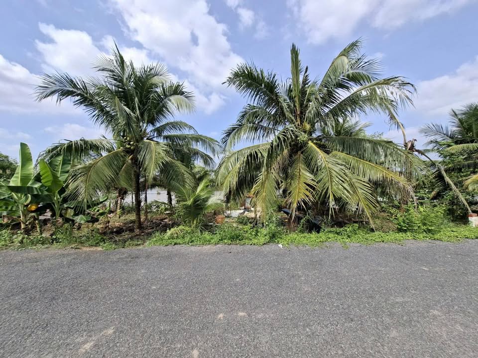 Đất mặt tiền Phú Túc, Châu Thành, Bến Tre 1082m² - Thích hợp đầu tư sinh lời!