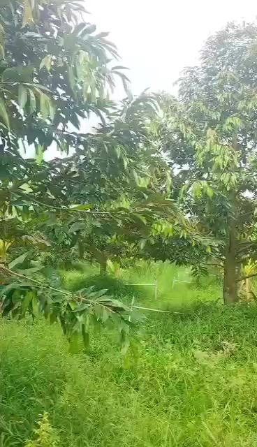 Đất nền Mỹ Lợi B, Cái Bè 3600m² giá 2.52 tỷ - Cơ hội đầu tư tuyệt vời!