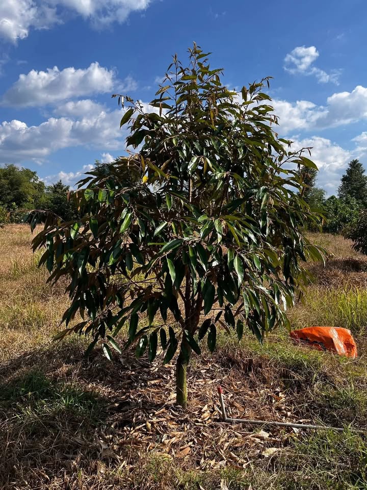 Đất Farm Lộc Khánh 14400m² giá chỉ 400 triệu - Cơ hội đầu tư hấp dẫn!