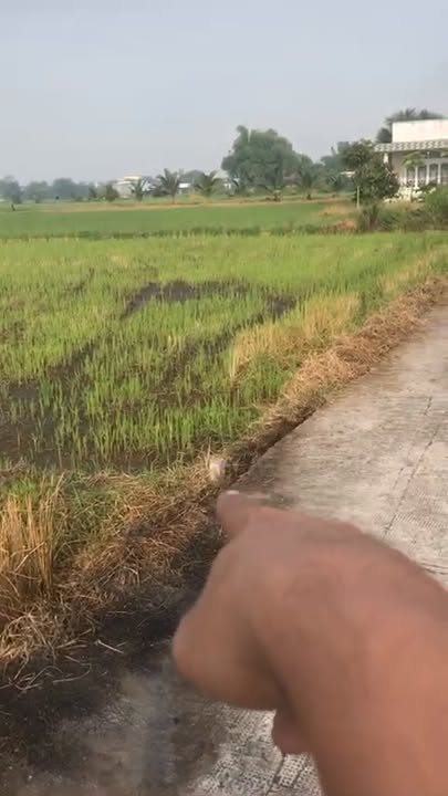 Đất vườn 1872m² tại Đức Lập Hạ giá 2.5 tỷ - Khu vực yên bình cho cuộc sống thư giãn