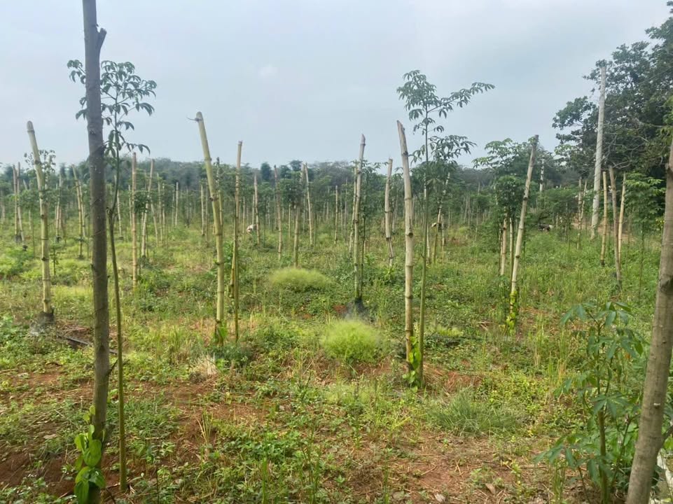 Đất nền Bàu Lâm, Xuyên Mộc 8000m² giá 4.8 tỷ - Tiềm năng đầu tư lớn!