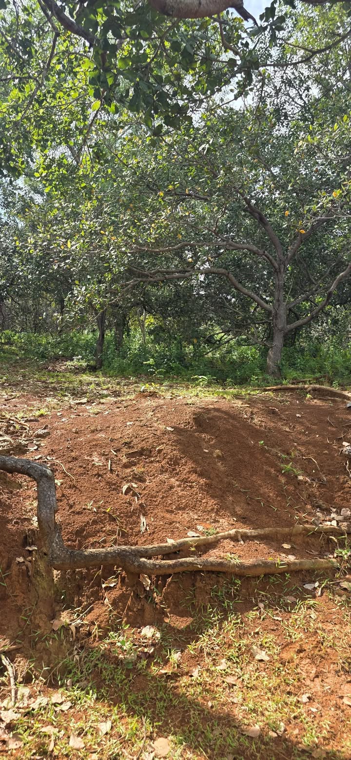 Đất nền Phước Sơn Bù Đăng 22.000m² giá 2.5 tỷ - Cơ hội đầu tư tuyệt vời!