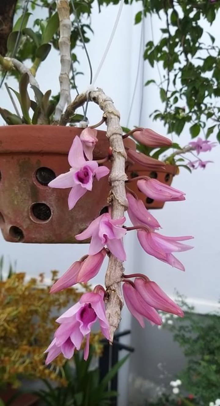 Đất SKC 2,4Ha tại Bàu Bàng, Bình Dương - Sẵn sàng xây dựng ngay!