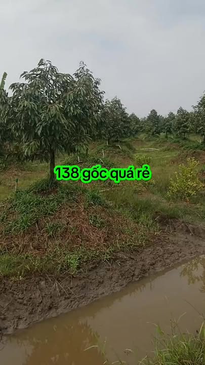 Đất cho thuê 60000m² tại Mỹ Tân, Cái Bè chỉ 950 triệu/năm - Cơ hội đầu tư sinh lời!