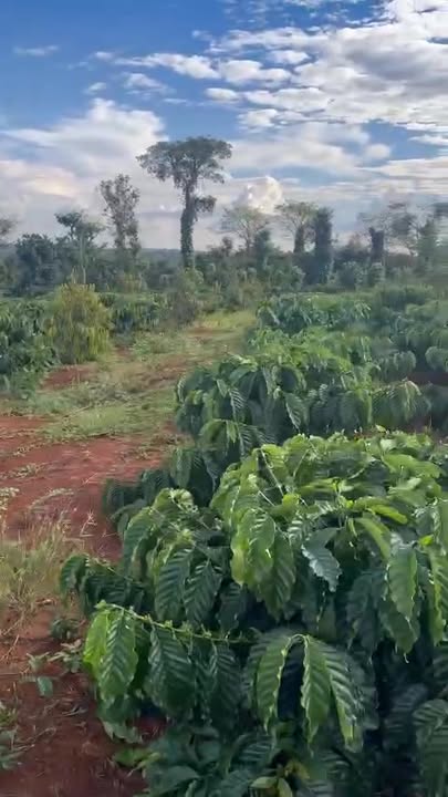 Đất nền cà phê sầu riêng 2000m² tại Thôn 15, Đắk Lắk - Đầu tư bền vững!