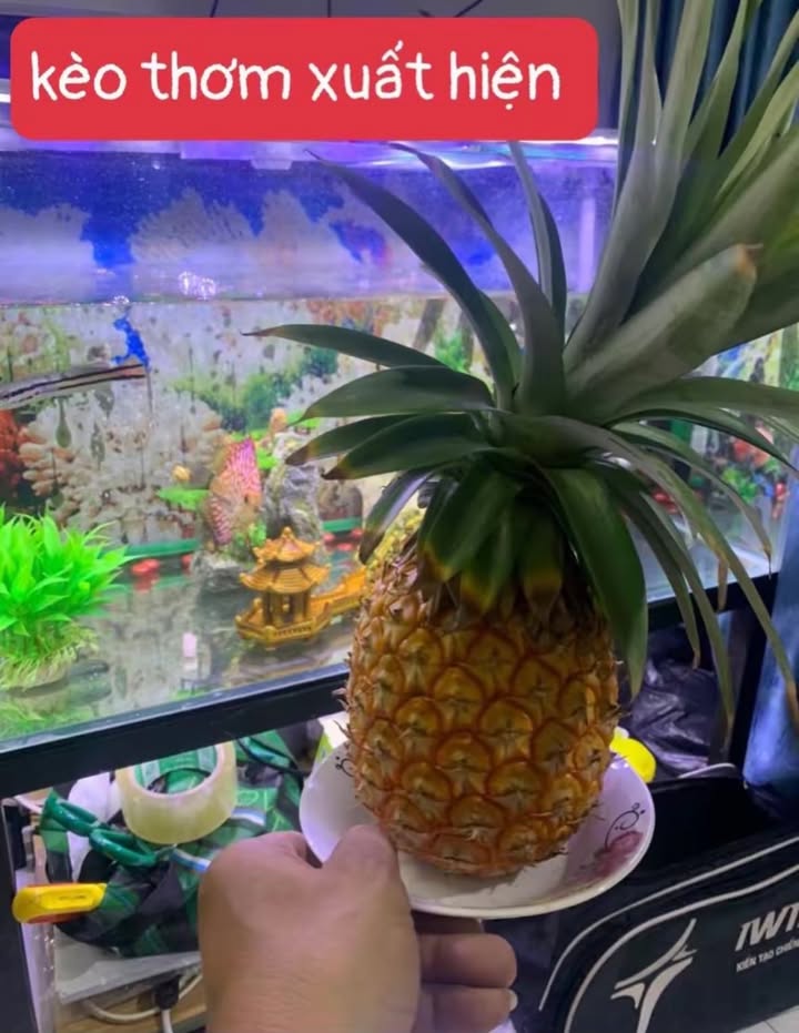 Nhà phố Chánh Hưng, Quận 8, 70.9m² giá 8.8 tỷ - Không thể bỏ lỡ!