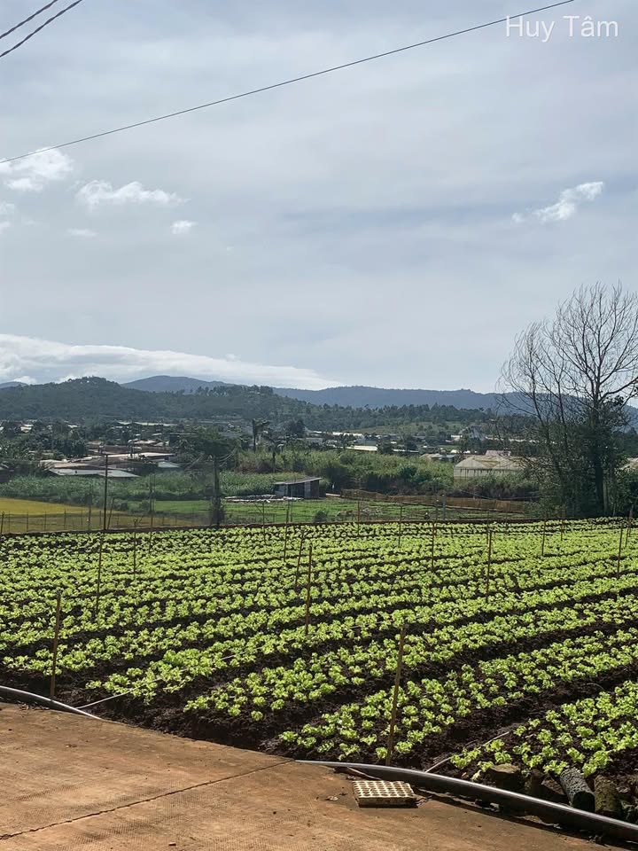 Đất nền Đơn Dương 648m² giá 1.55 tỷ - Tiềm năng sinh lời cao!