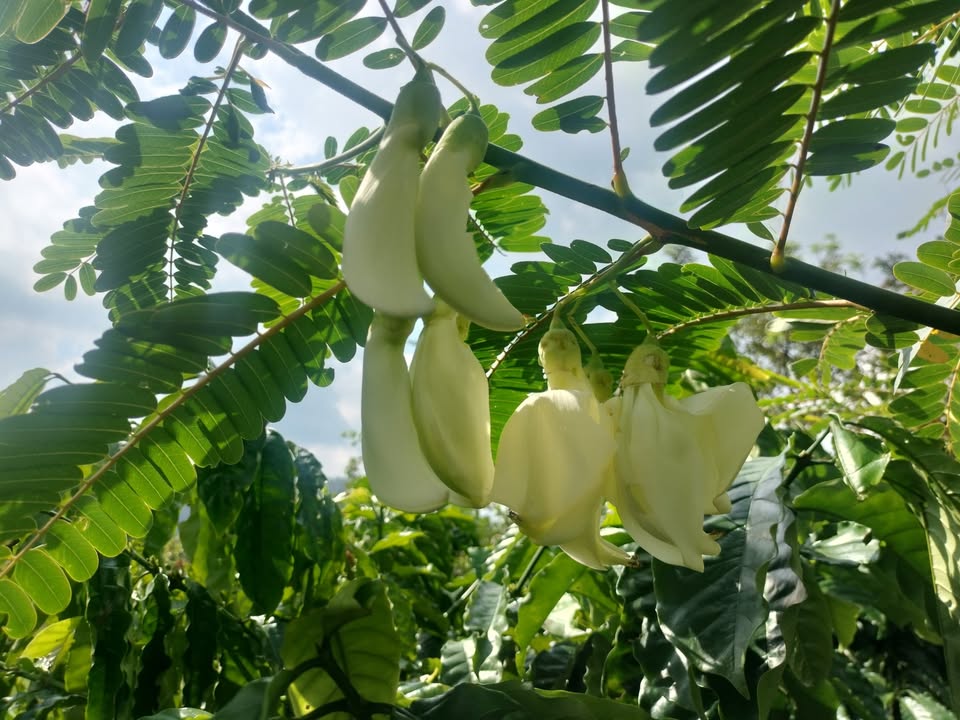 Đất nền Ea Tiêu Cư Kuin 900m² giá 85 triệu - Đầu tư sinh lời ngay!