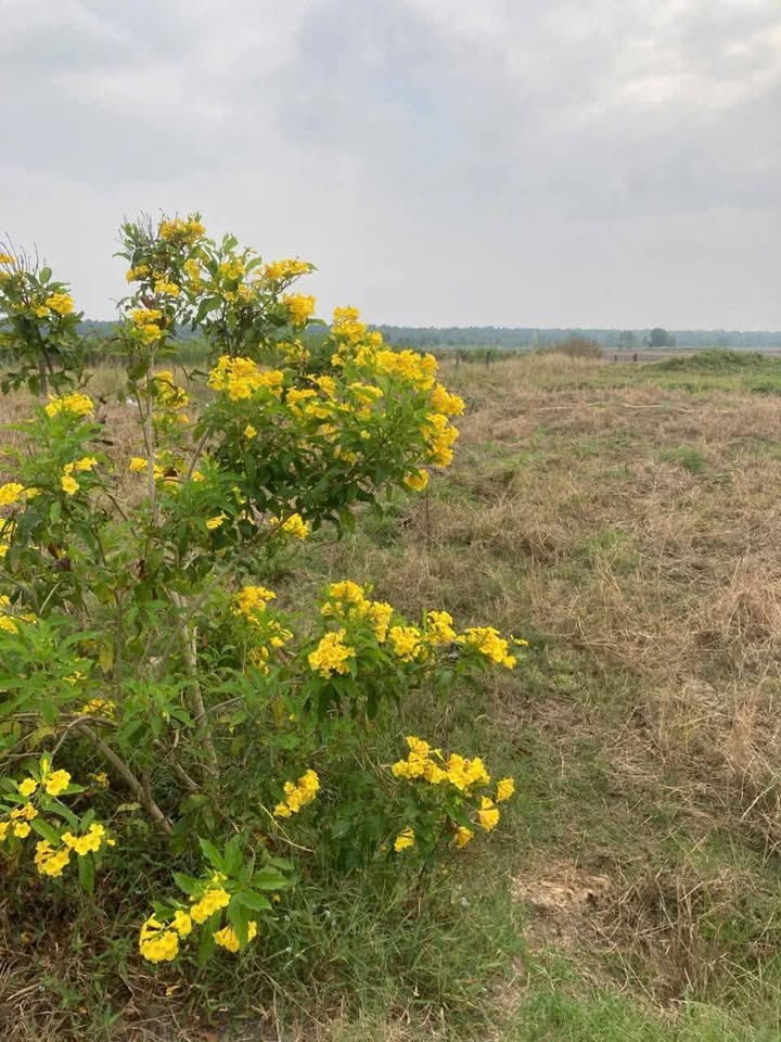 Đất nền Tân Phước, Gò Công Đông 616m² giá 627 triệu - Đầu tư sinh lời ngay!