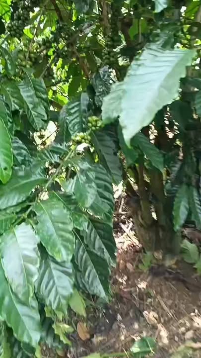 Lô đất Di Linh 8.4 sào giá chỉ 3.3 tỷ - Cơ hội đầu tư sinh lời!