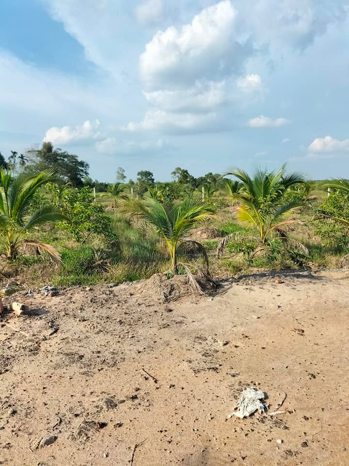 Đất nền An Tây Bến Cát 1494m² giá 1 tỷ - Đường ô tô tới đất!