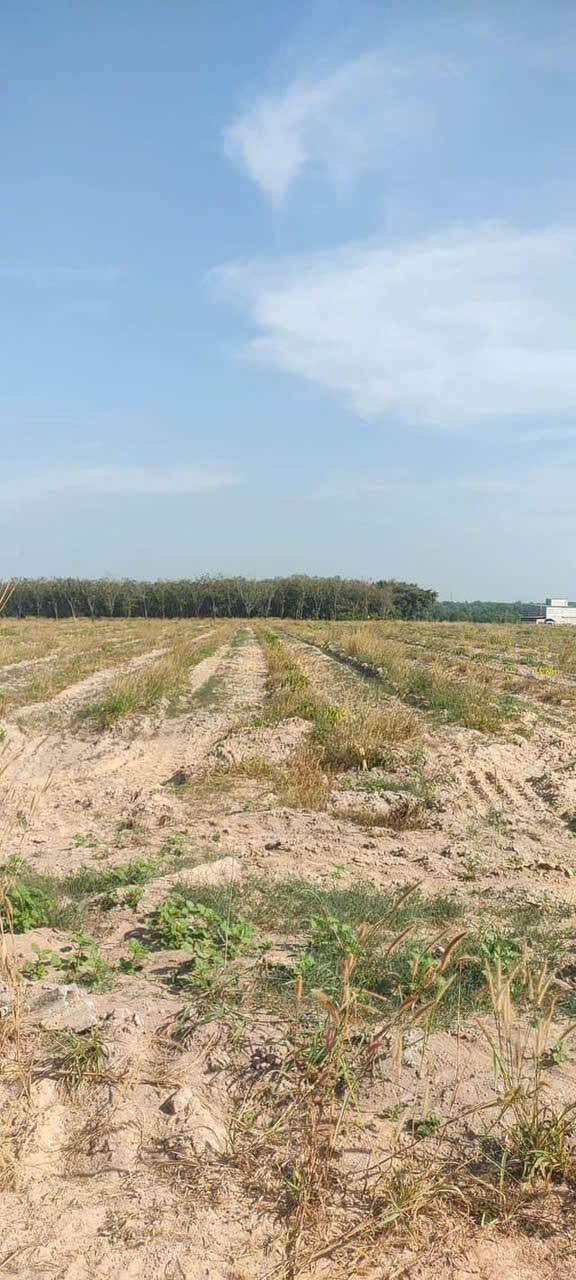 Đất farm 10ha cao su Định An Dầu Tiếng - Chỉ 22 tỷ!