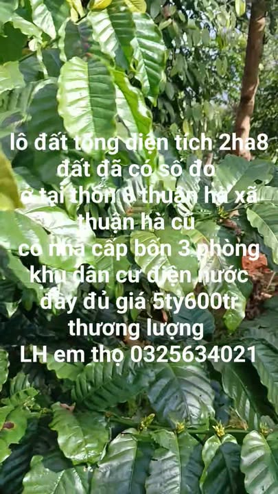 Đất nền 2.8ha tại thôn 8, xã Thuận Hà - Giá chỉ 5.6 tỷ, thương lượng!