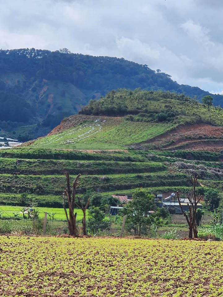 Đất D'RAN 500m² giá 730 triệu - Tặng cây hồng cổ thụ độc đáo!