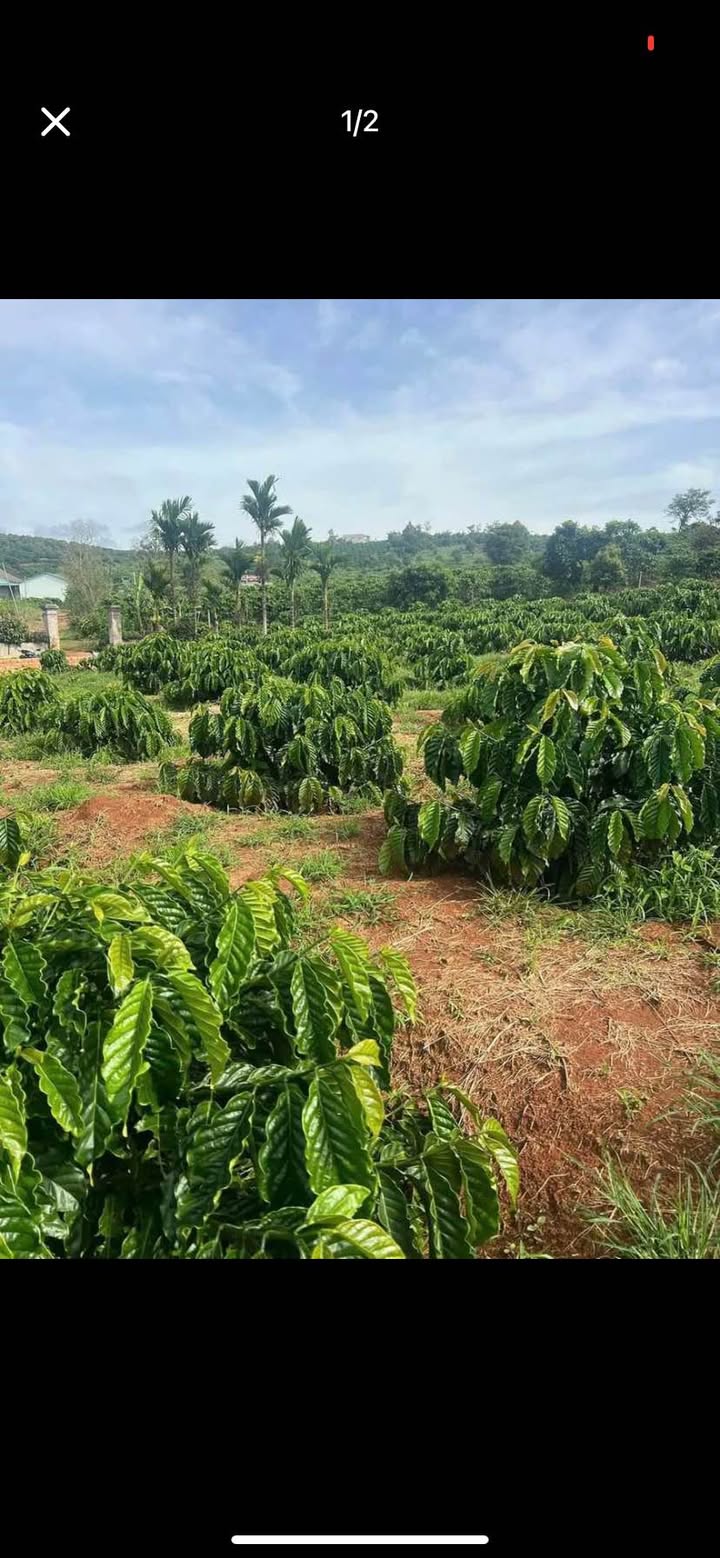 Đất nền Liên Hà 12,000m² giá 4.2 tỷ - Đầy đủ tiện ích sinh hoạt!