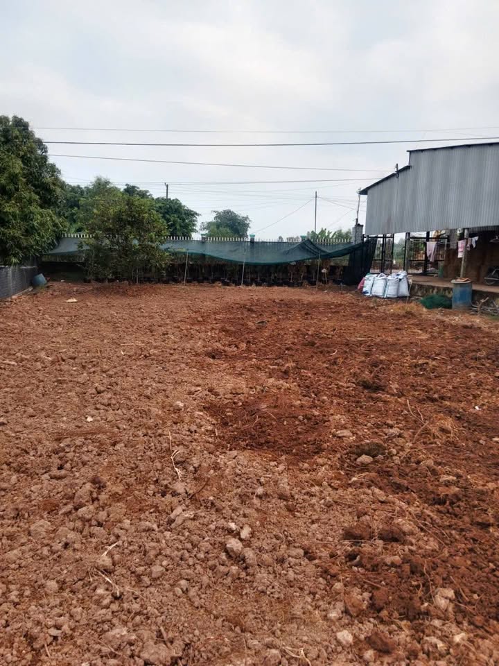 Đất vườn Tân Khánh Đông 3000m² giá 3.6 tỷ - Tiềm năng đầu tư lớn!