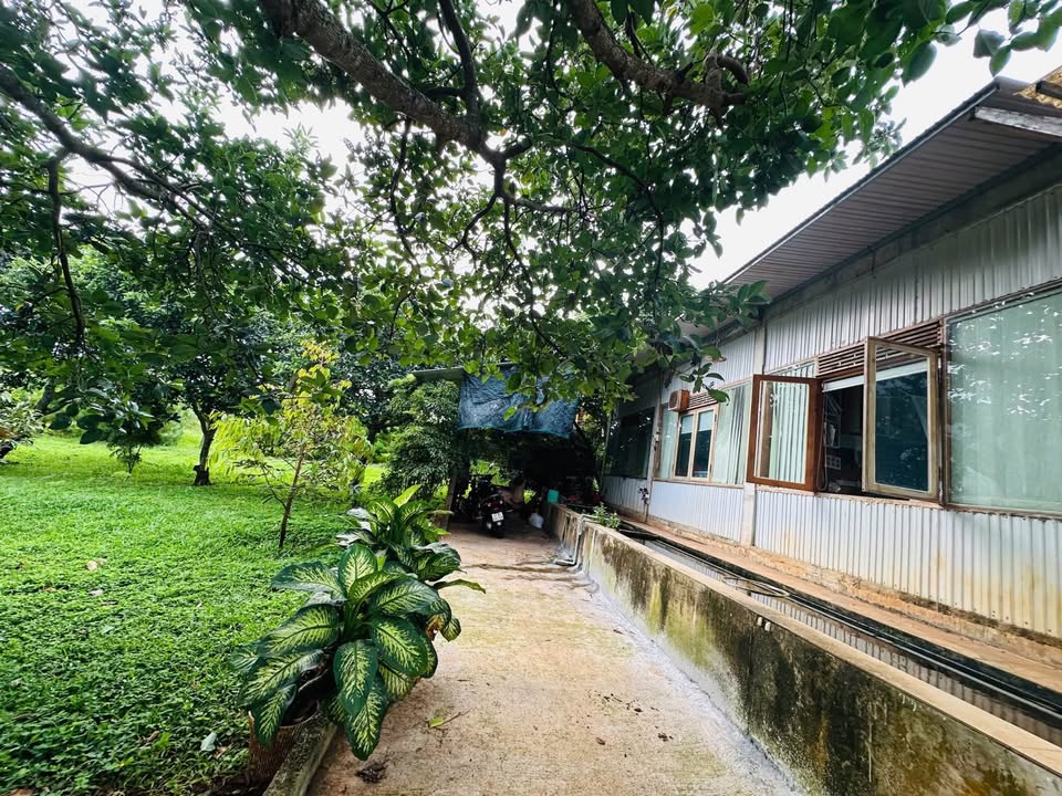 Đất Farm Hòa Thắng 5.200m² giá 12 tỷ - Đầu tư sinh lời ngay tại Buôn Ma Thuột!