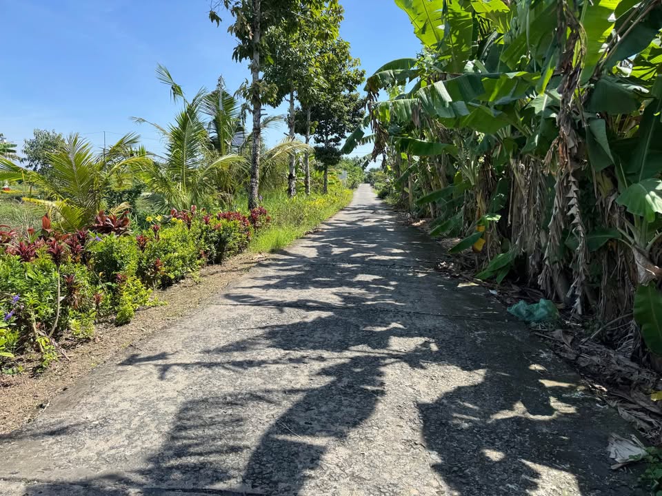 Đất thổ cư 250m² Khóm Lung Dừa, Cà Mau giá 520 triệu - Hỗ trợ vay ngân hàng