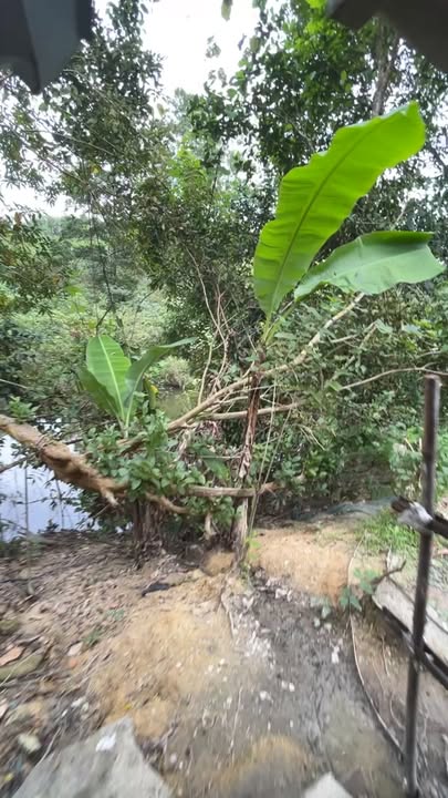 Trang trại thôn 4 Sơn Hồng 4300m² - Cơ hội đầu tư tuyệt vời!