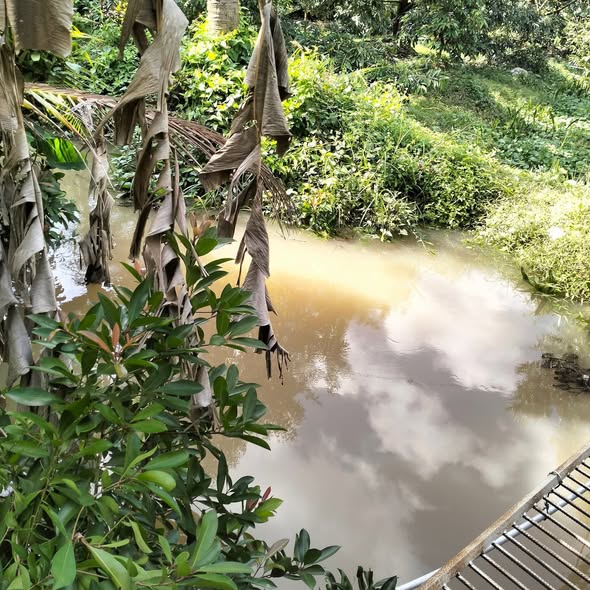 Đất trồng mít 1.5 công tại ấp Hiệp Phú, giá 1.5 tỷ - Cơ hội đầu tư hấp dẫn!