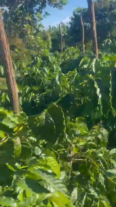 Farm 5,5 sào Ea Wer, Buôn Đôn, Đắk Lắk - Cà đang cho thu hoạch, giá thương lượng!