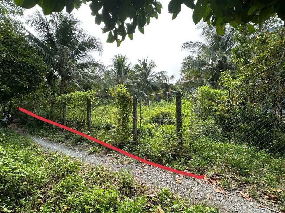 Đất thổ cư 300m² tại Vĩnh Hòa, Chợ Lách - Giá 590 triệu, đầu tư sinh lời!