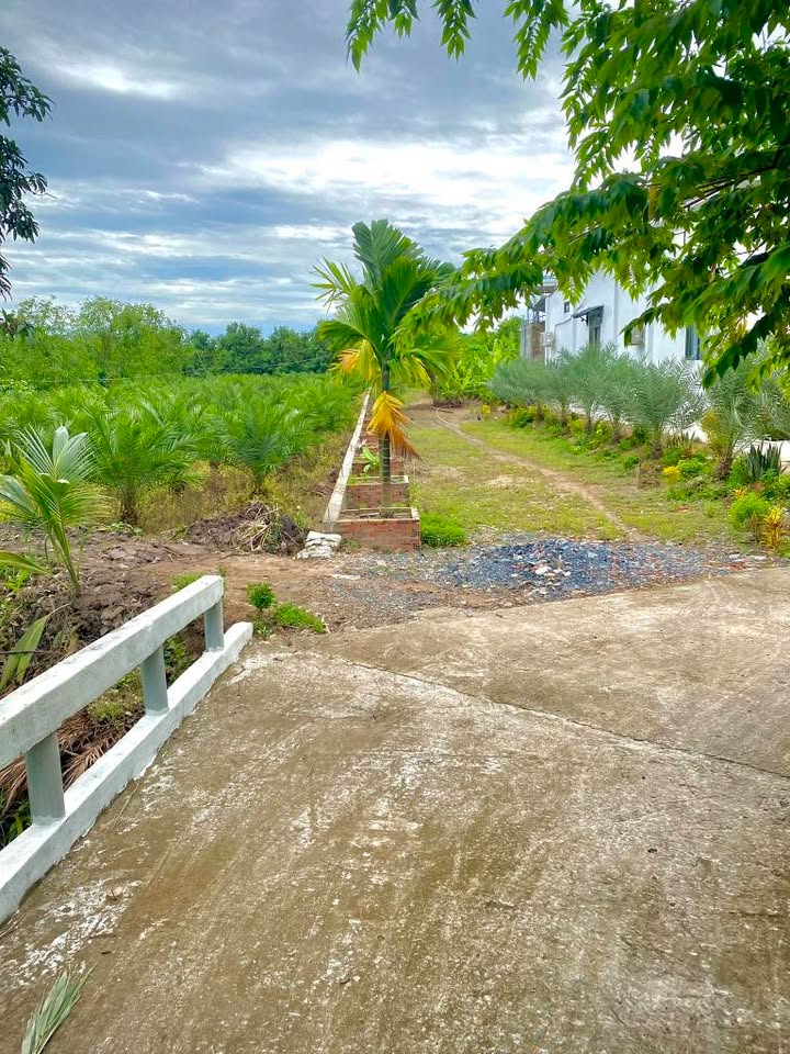 Đất vườn 5 công tại xã Bình Hàng Tây, huyện Cao Lãnh, giá chỉ 1.75 tỷ - Đầu tư sinh lời!