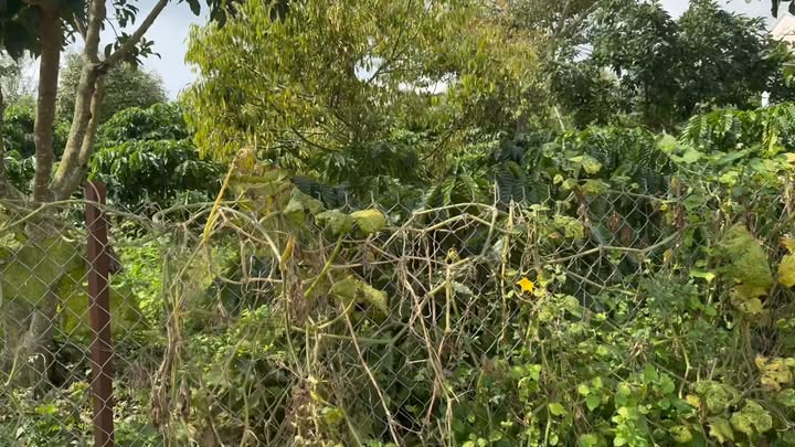 Đất nền Liên Hà Lâm Hà 1046m² giá 980 triệu - Sổ hồng chính chủ!