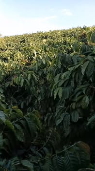 Đất Farm 1.5ha tại Phúc Thọ, Lâm Hà - Giá chỉ 5.5 tỷ, Sổ đỏ đầy đủ!