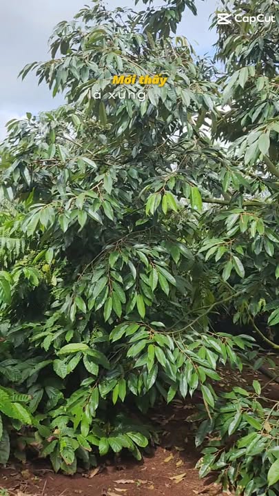 Farm 2ha3 tại xã Dun, Chư Sê, Gia Lai giá 5.2 tỷ - Kinh doanh cà phê và sầu riêng ổn định!