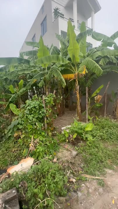 Đất nền tại xã Bình Minh, huyện Bình Giang, Hải Dương 150m² - Pháp lý rõ ràng, đầu tư sinh lời!