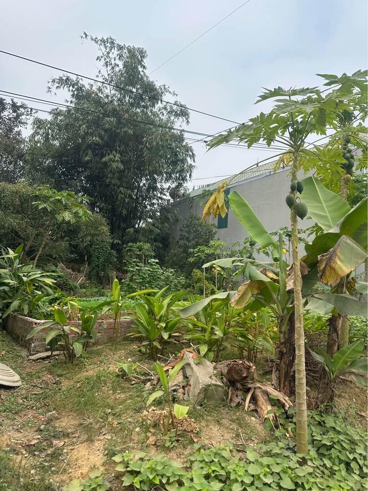 Đất nền Hà Lộc, Phú Thọ 100m² giá 2 tỷ - Đầu tư sinh lời ngay!