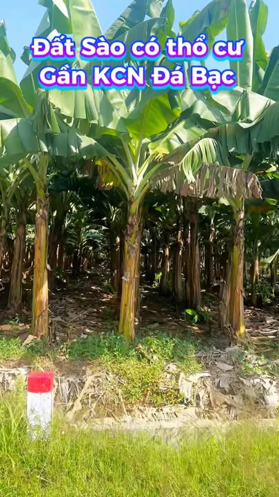 Đất nền Nghĩa Thành, Châu Đức 1000m² giá chỉ 1,5 triệu/m² - Đầu tư sinh lời ngay!