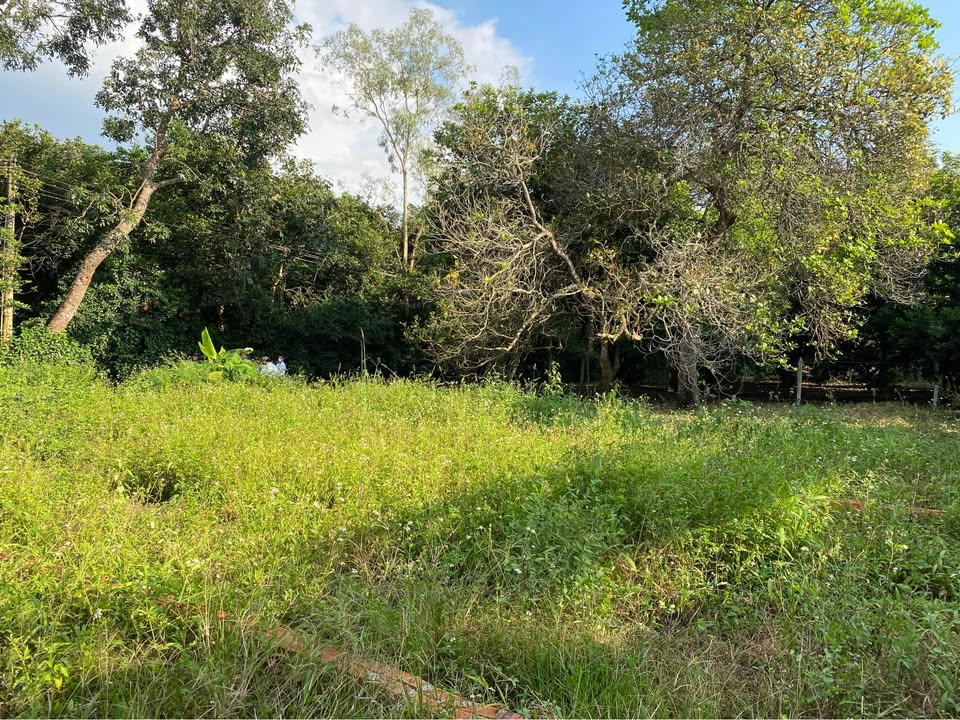 Đất thổ cư Xuân Định 125m² chỉ 390 triệu - Cơ hội đầu tư sinh lời!