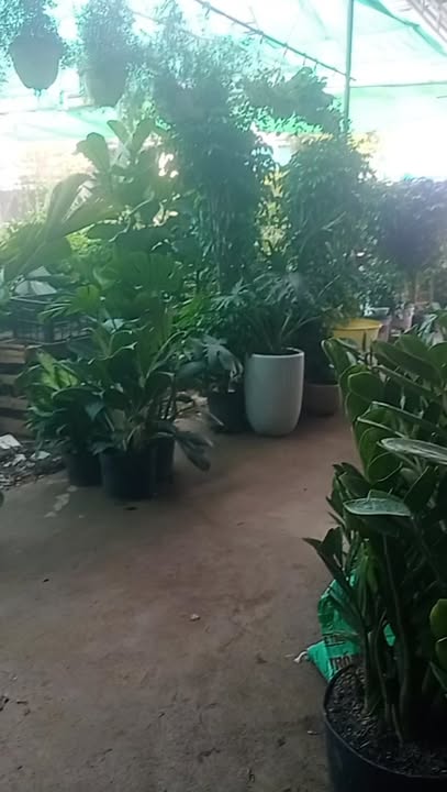 Đất Phúc Sơn 285m² - Vị trí đẹp, thuận lợi xây biệt thự hoặc nhà vườn!