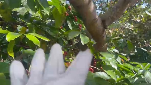 Farm 3.5ha tại xã Ea Wer, Buôn Đôn - Đất đẹp, thu nhập ổn định!