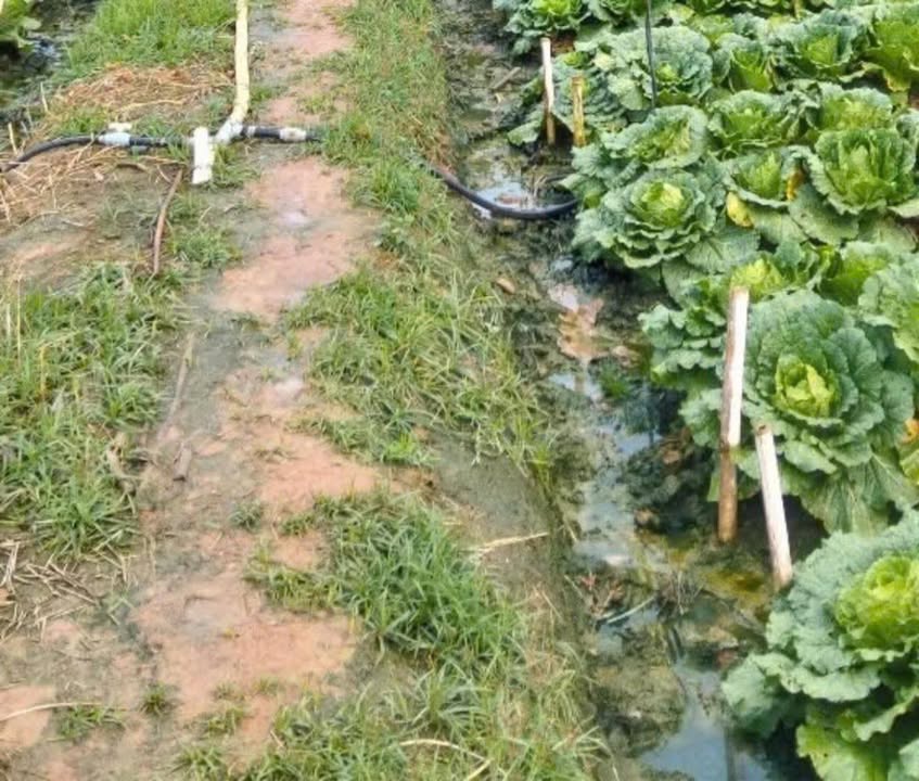 Đất thổ cư 3,1 sào tại Quảng Lập, Đơn Dương - Cơ hội vàng cho nhà đầu tư!