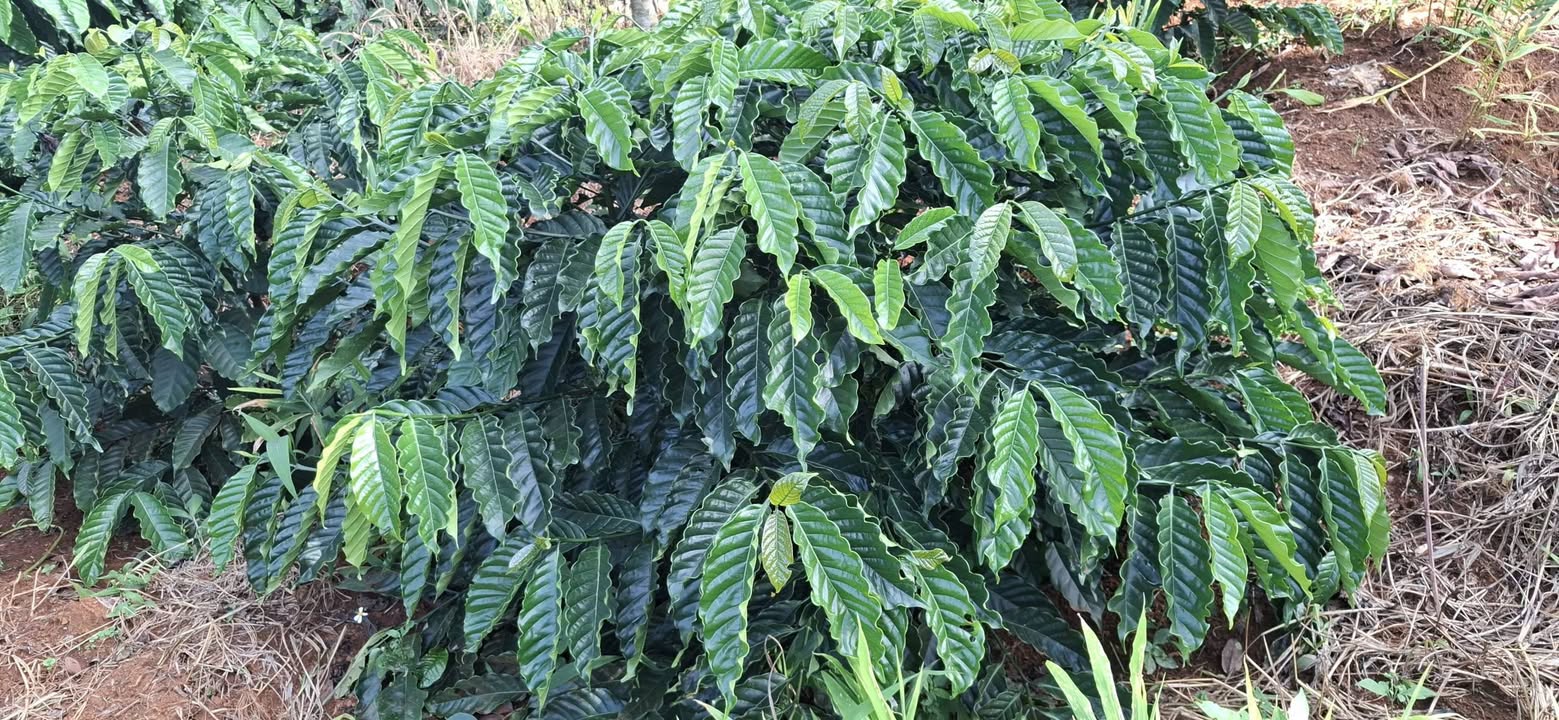 Đất nền Thuận Nam, Đắk Song 1000m² giá chỉ 199 triệu - Cơ hội đầu tư tuyệt vời!