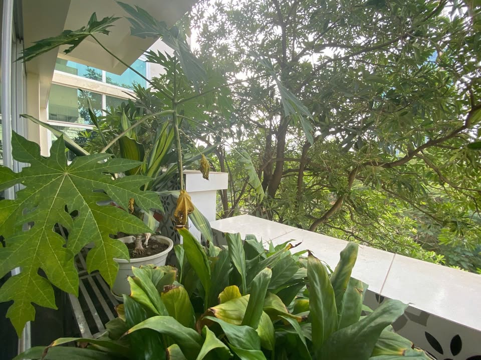 Căn hộ E5 Ciputra Tây Hồ 153m² giá 15 tỷ - View bể bơi tuyệt đẹp!