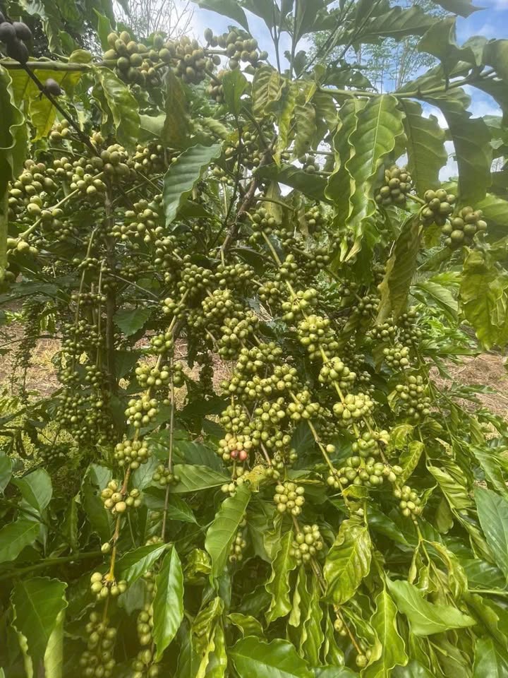 Đất rẫy 5 sào tại Thôn 4, Buôn Ma Thuột - Giá chỉ 1.75 tỷ!