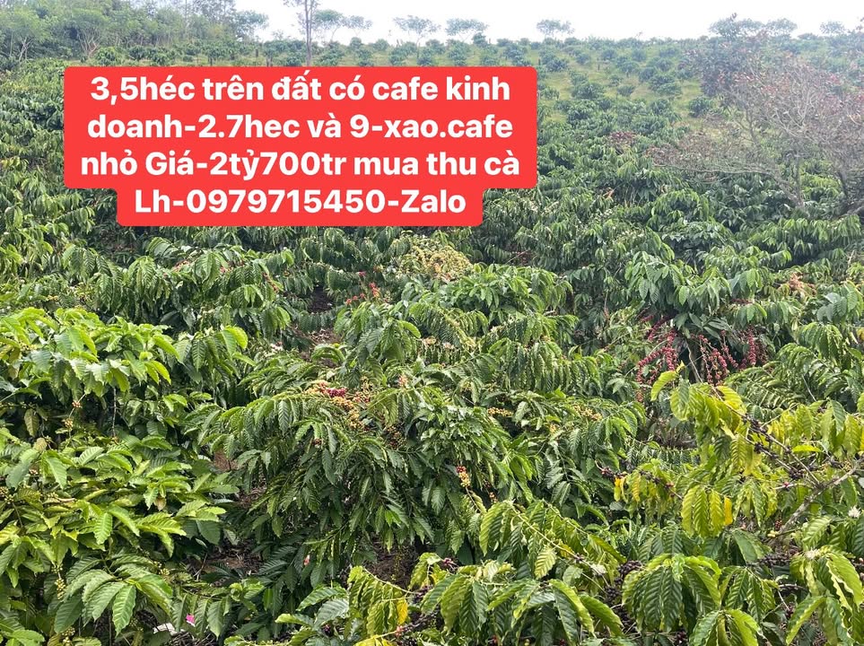 Farm 3.5ha tại Krông Nô, Lắk giá 2.7 tỷ - Cơ hội đầu tư hấp dẫn!