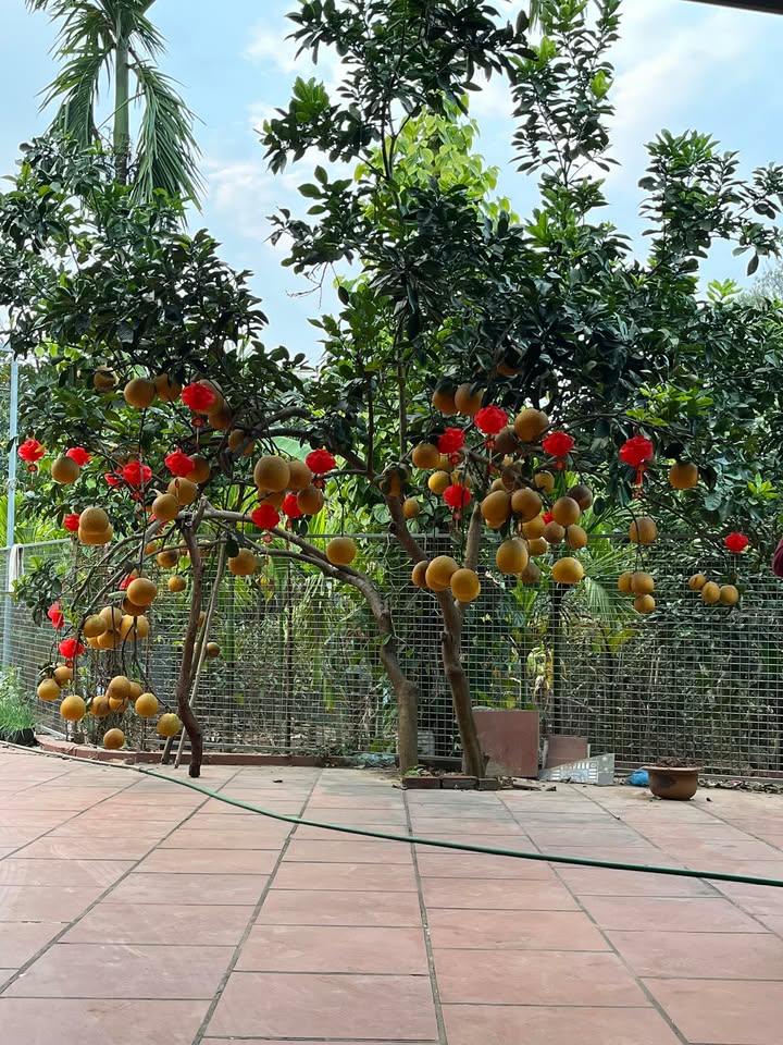 Đất thổ cư 1.630m² tại phường Chu Hóa, Việt Trì - Giá chỉ 5.059 tỷ!