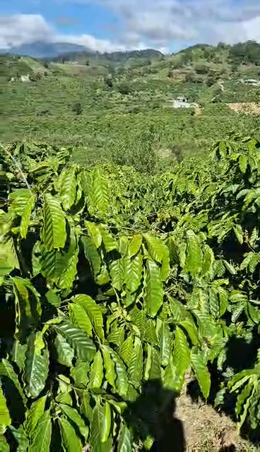 Đất Phúc Thọ Lâm Hà 7300m² giá 2.55 tỷ - Đất đẹp, có ao nước tưới