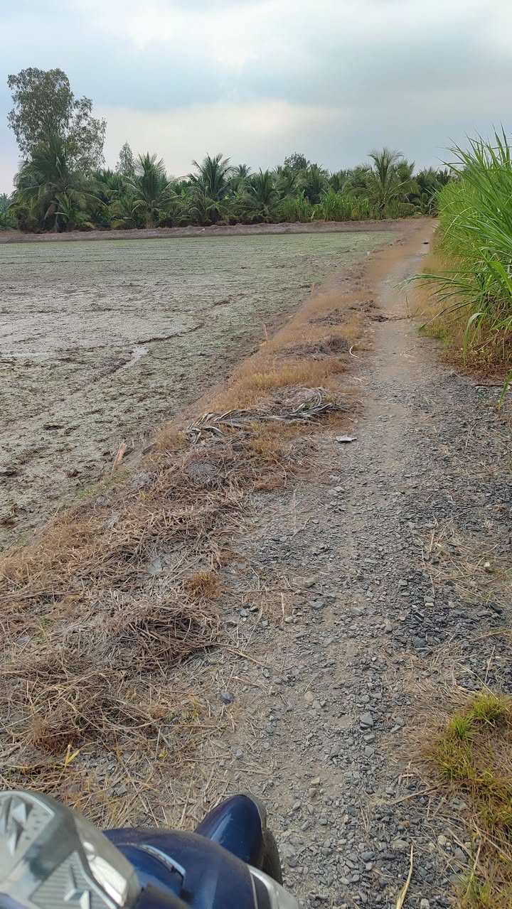 Đất vườn 60000m² tại xã Hòa Hiệp, Vĩnh Long - Giá chỉ 1.2 tỷ, thương lượng tốt!